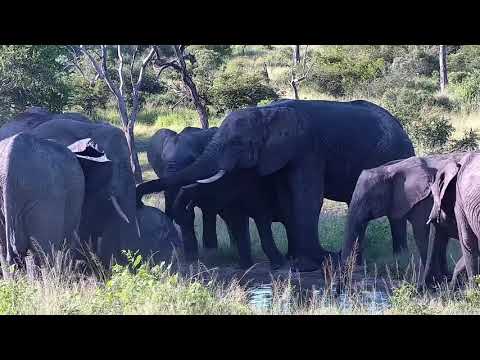 Djuma: Elephants including two wee  ones - 16:56 - 02/02/2022