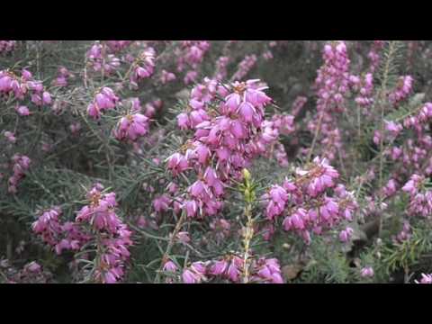 Brezo rosado: Erica x darleyensis 