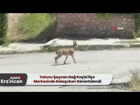 Yolunu Şaşıran Dağ Keçisi İlçe Merkezinde Dolaşırken Görüntülendi