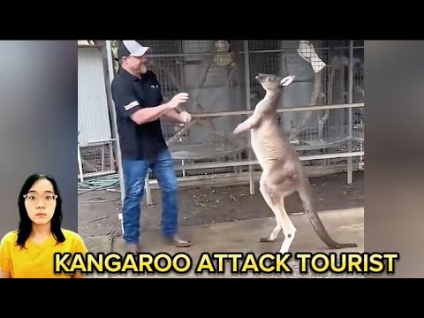 Kangaroo attack tourist