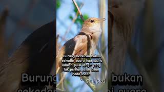 Download lagu burung dengar suara saingannya #burungkicaudialamliar #shortviral #bird #animals mp3