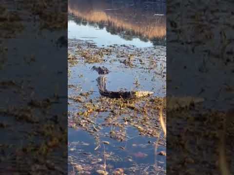 video of the Gators near by!