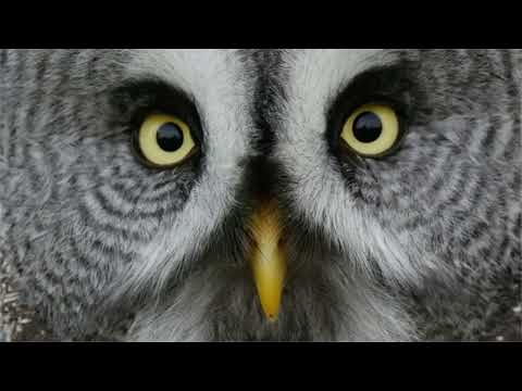 How to capture inspirational wildlife photography with Wildlife Dreams