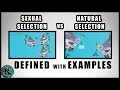 Sexual Selection Vs Natural Selection A Comparison Of Koaw Nature