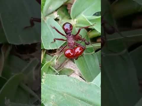 FORMIGA CABEÇUDA GIGANTE! video enviado pelo tio Ronaldo. #viral #viralvideos#entretenimento#formiga