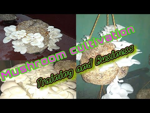 Mushroom Cultivation Training and Business
