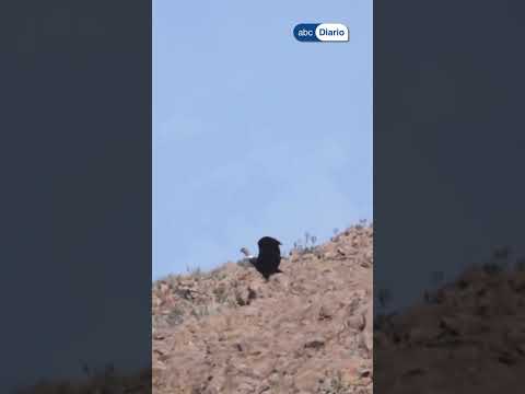 Patagonia: curaron a un cóndor y así volvió a su libertad