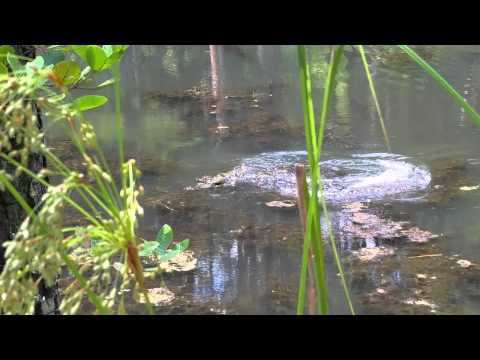 The One that Got Away!  A True Fish Tale of Amanda