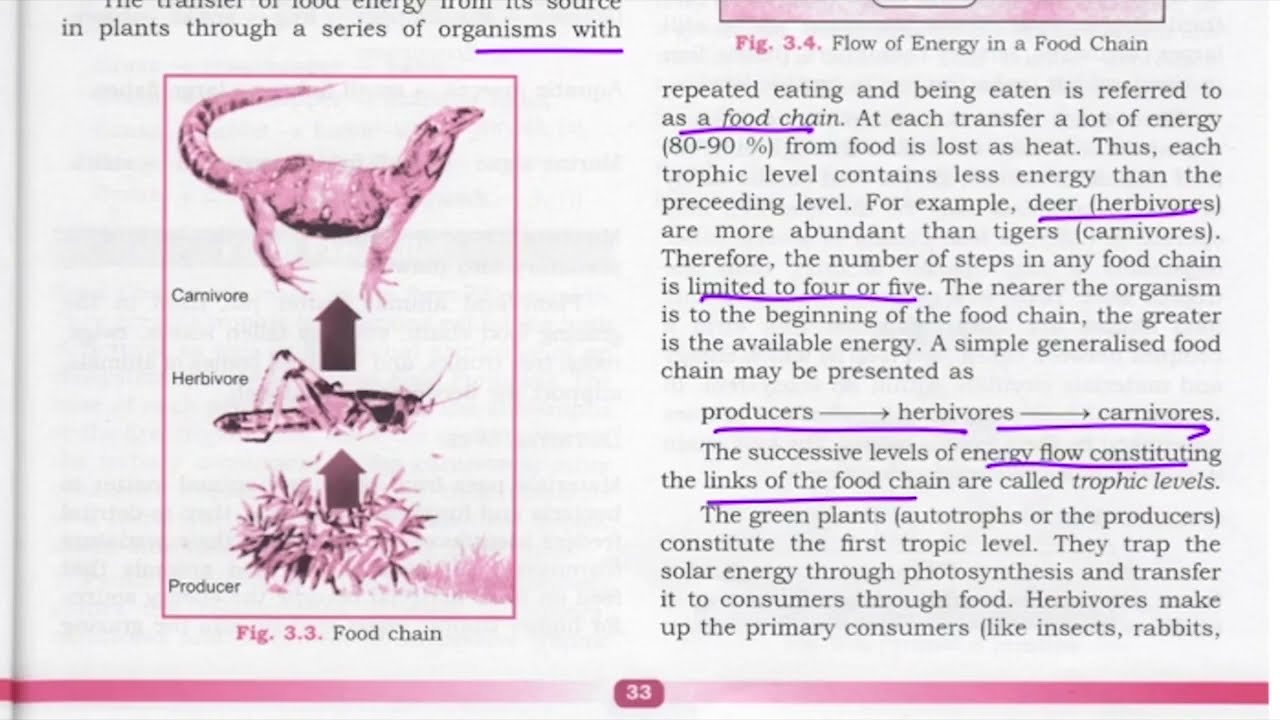 ICSE Environment - Energy Flow and its Importance I Environment for UPSC