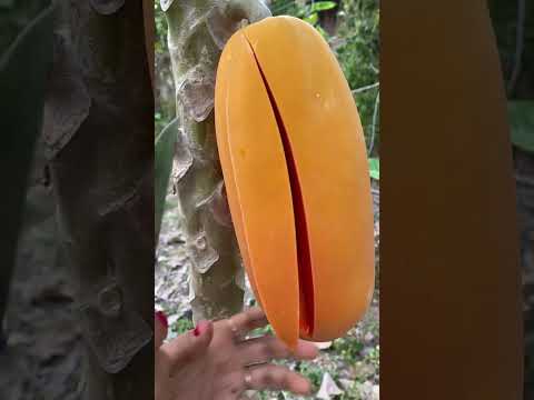 Viral papaya #papaya