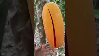 Download lagu Viral papaya #papaya mp3 Download lagu Viral papaya #papaya mp3