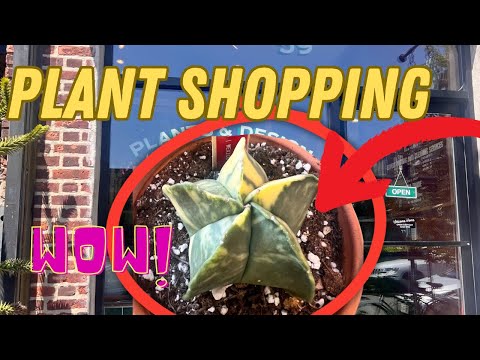 Plant Shopping Vlog-Tula House-NYC Plant shop Tour