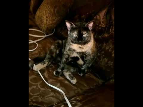 Meesha the Tortie Cat