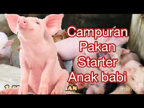 , title : 'CAMPURAN PAKAN STARTER ANAK BABI.    || campuran pakan anak babi 75 hari. || ternak babi'