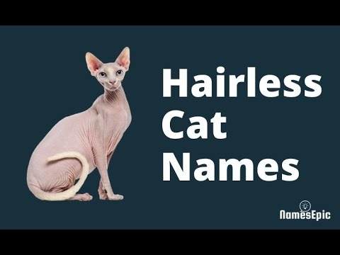 20 Best Hairless Cat Names - Sphynx Cat Names