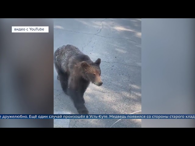 В Приангарье нашествие медведей
