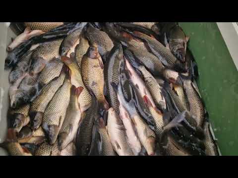 Zarybienie karpiem amurem i leszczem październik 2023 cz 5