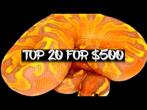 The Top 20 Ball Pythons for $500