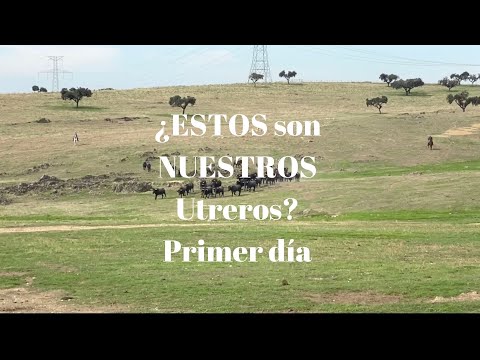 ¿ESTOS son NUESTROS Utreros? Primer día…