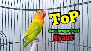 Download lagu Lovebird Ngekek Panjang TOP Buat Pancingan Lovebird Gacor RAJIN BUNYI, Baru Dengar Pasti NYAUT mp3