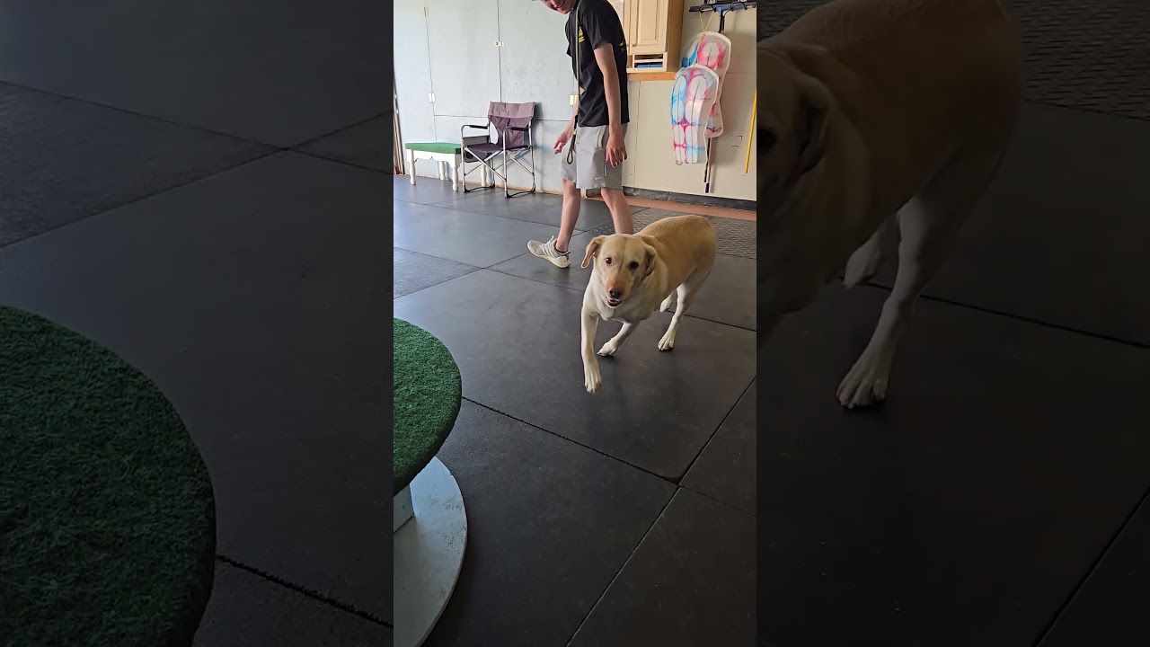 Enlarge Addie, an adoption pending Labrador Retriever in Warrington, PA video 6/6