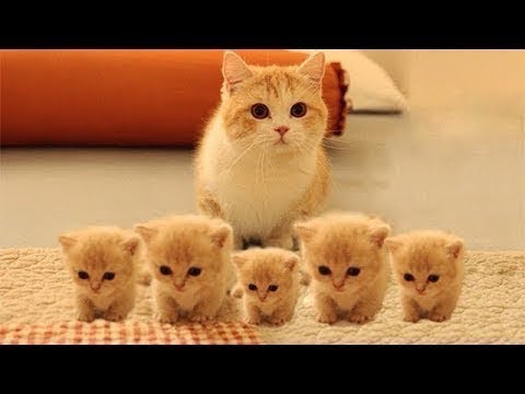 An Adorable Compilation of Kitten Moments