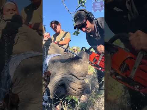 Cara cerdas menyelamatkan badak! #shorts #faktaunik