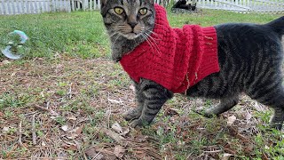 My cat vixen ￼going on a walk