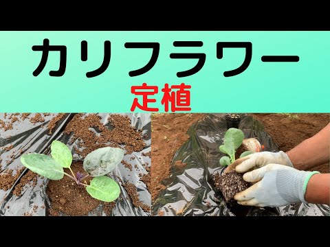 カリフラワーの準備: どのようなオプションがありますか? 植物