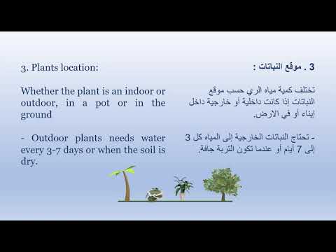 Saving water techniques , Right amount of water for plants