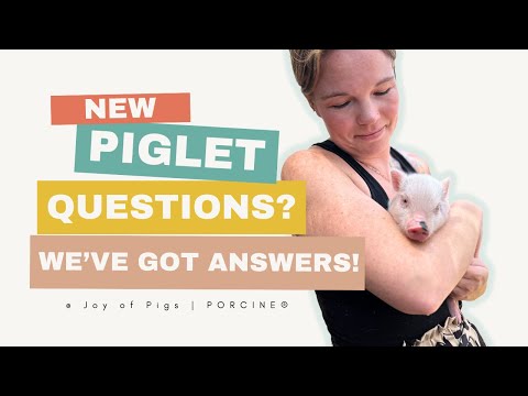 New Pig Parent? 5 Things You NEED to Know First!