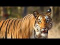 Will Relocate Villagers Living In Tiger Territory CM Pramod Sawant
