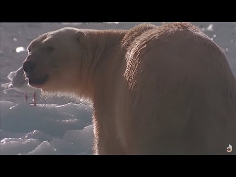 Sei ein Raubtier: Eisbär gegen Seeleoparden | Tierwelt Dokumentarfilm