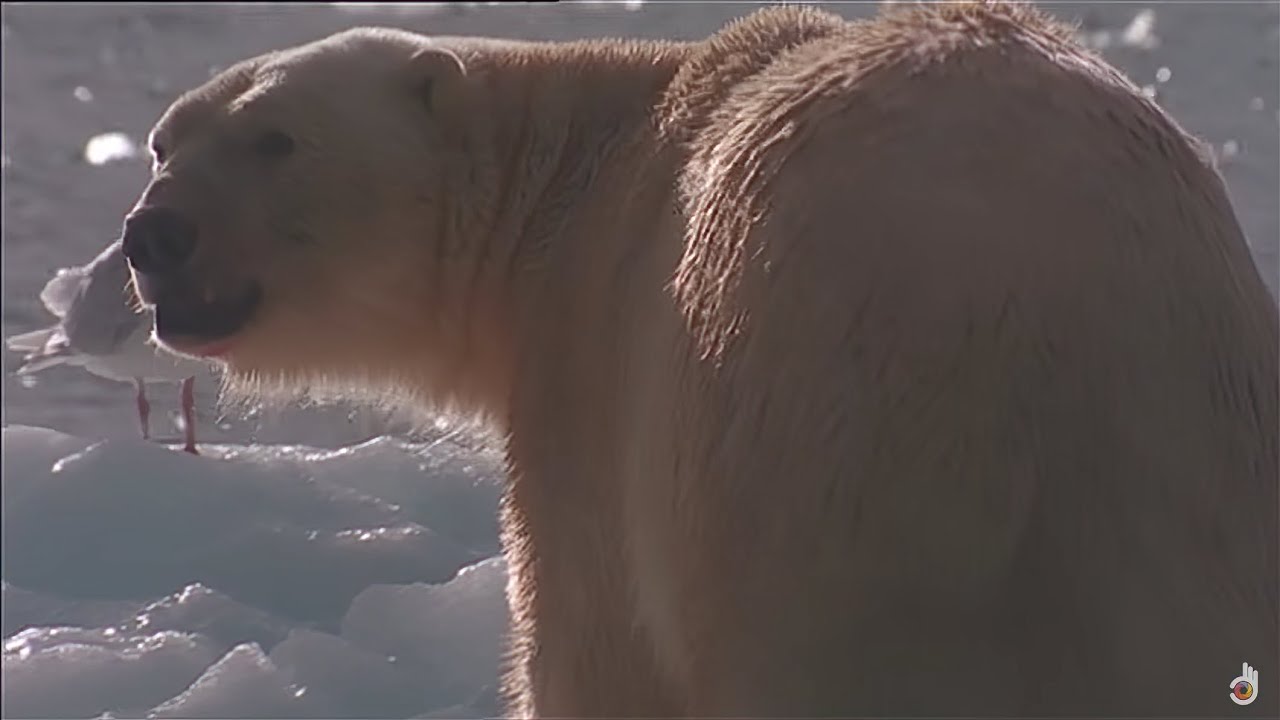 Be a Predator: Polar Bear vs. Leopard Seals | Wild Life Documentary