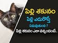 Cat Omen | Does the cat know everything beforehand? | Superstitions about Cats in Telugu | Pilli Sakunam