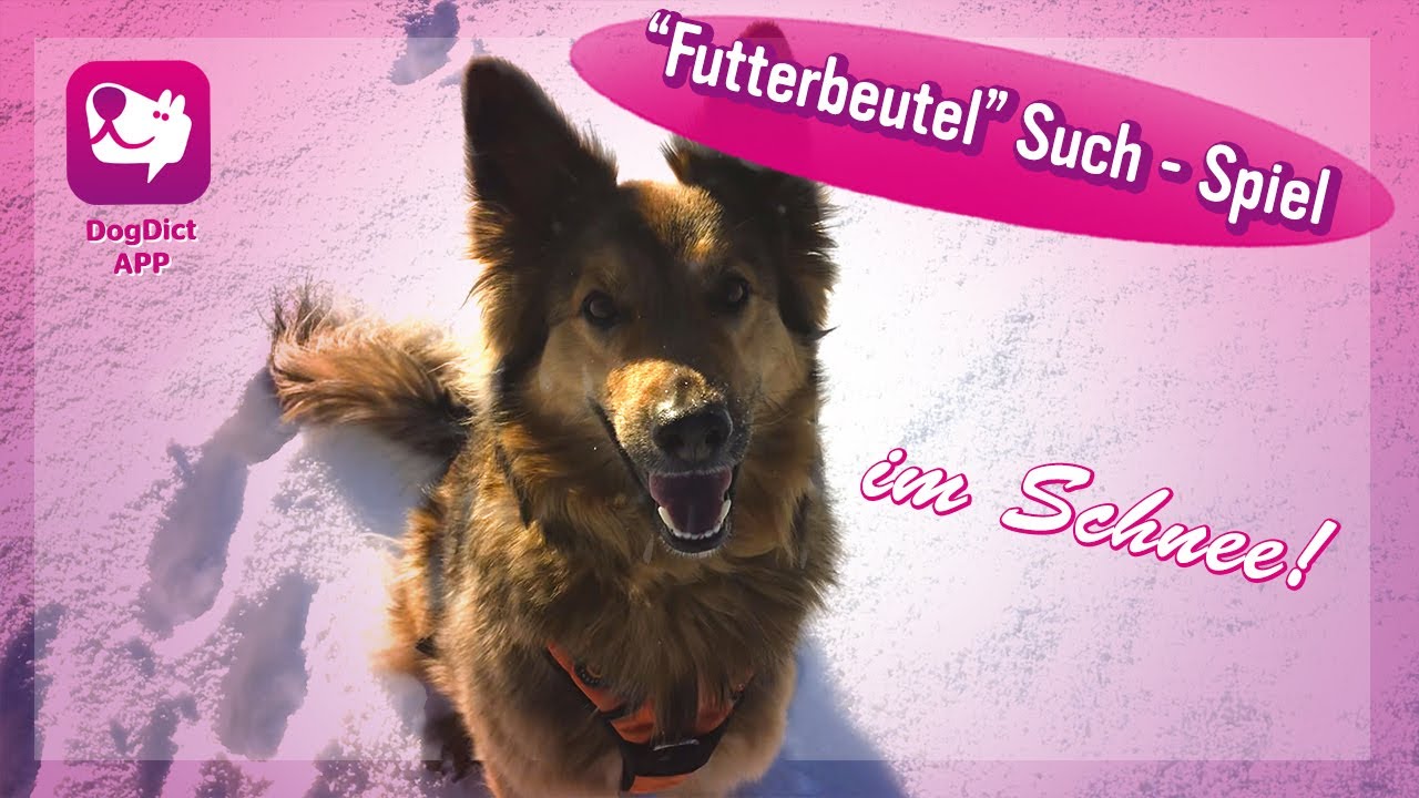 Hundetrainerin Alex Angrick testet ein such Spiel im Schnee, wie Tief können ihre Garafiano riechen