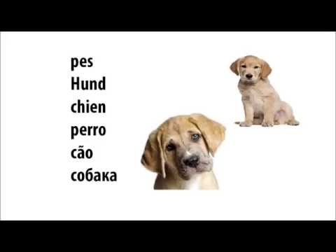 YouTube video about: How do you say dog in portuguese?