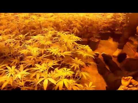 Plantacja konopi indyjskich w gminie Czarny Dunajec