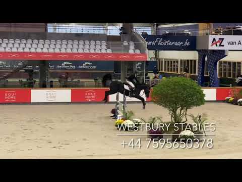 Djoko Z- 2016 Stallion (Dominator X Darco)