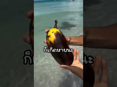 เพื่อนๆรู้มั้ยว่า กล้วยที่เรากินกันสูญพันธุ์ไปตั้งนานแล้ว