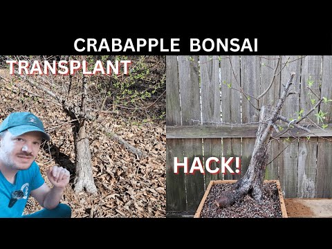 Collecting a Yamadori Crabapple: Step by Step Bonsai Journey