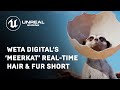 Weta Digital S Meerkat Real Time Hair Fur Short Unreal Engine