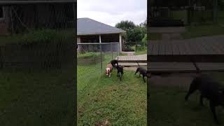 Video preview image #1 American Staffordshire Terrier-Unknown Mix Puppy For Sale in Pensacola, FL, USA