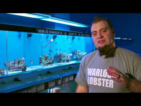 Fishkeeping Tips - How To Acclimatise Sensitive Fish