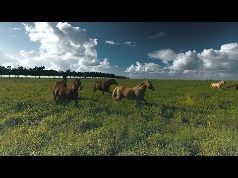 Trio Parada Dura e Zé Neto & Cristiano - Vivendo Aqui No Mato (webclipe)
