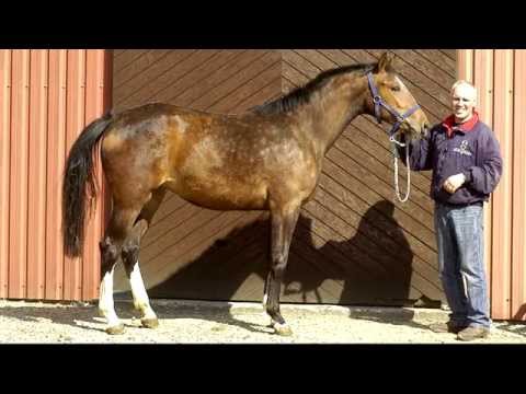 2j. Holsteiner Stute von Uriko