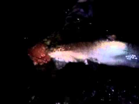 Mladica 94cm do korena repa, pustanje