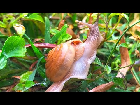 It's Really Amazing Snails Ever