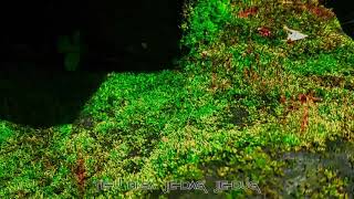 Download lagu Slow Bass DJ Borneo Story Wa 30 Detik mp3 Download lagu Slow Bass DJ Borneo Story Wa 30 Detik mp3