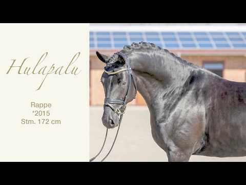 Hulapalu *2015 Trakehner Hengst von Fairmont Hill aus der Herzlicht (Münchhausen - Sixtus) 2020